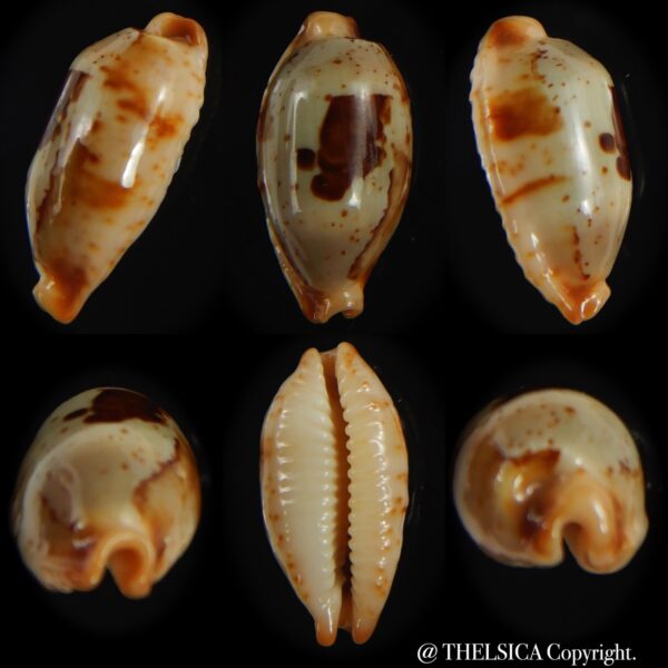Bistolida stolida aureliae .. 25.80 mm Gem-0