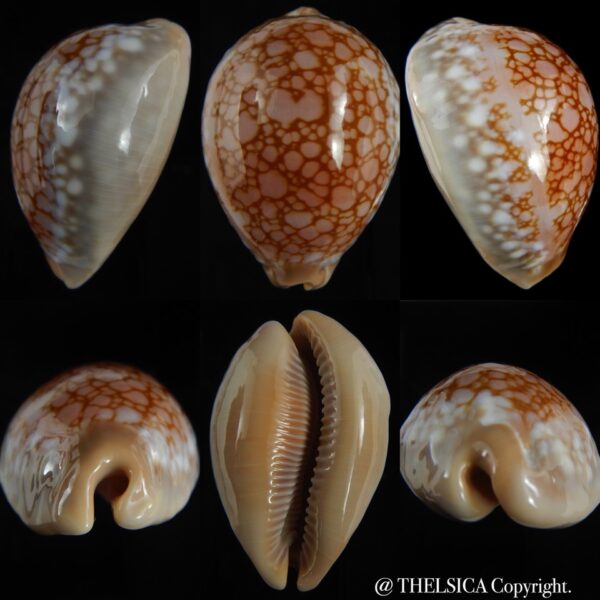 Callistocypraea broderipii 72.30 mm Gem-0
