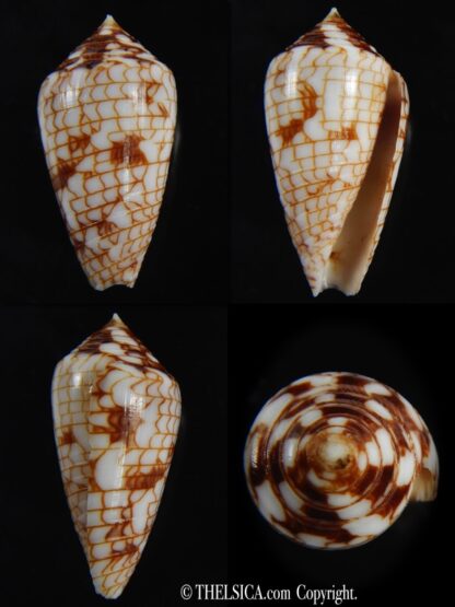Conasprella (Ximeniconus) lucida 28.24 mm Gem-0