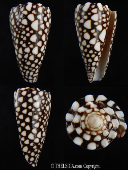 Conus marmoreus ..Intremediat/ crosseanus 54.92 mm Gem -0