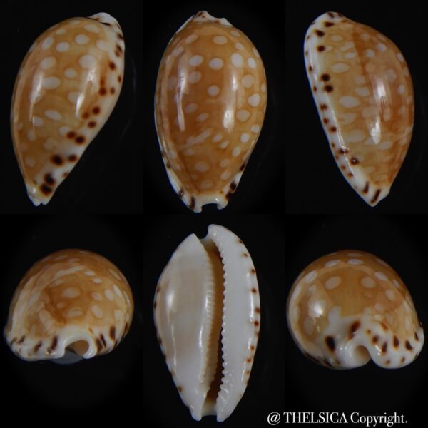 Cribrarula astaryi f. lefaiti 19.22 mm Gem-0