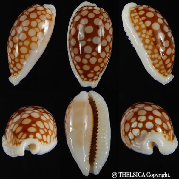 Cribrarula cribraria cribraria.... GIANT... 38.15 mm Gem-0