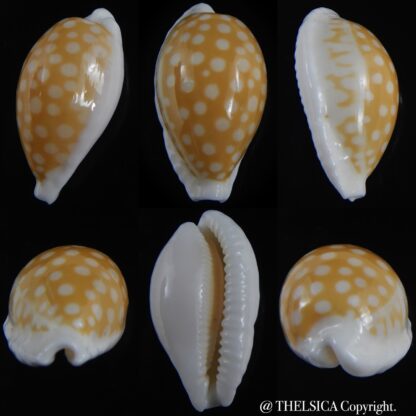 Cribrarula fallax antonellae 32.34 mm Gem(-)-0