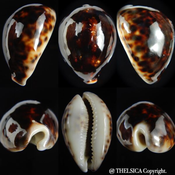 Cypraea tigris tigris ... BLACK ... 71.25 mm F+++-0