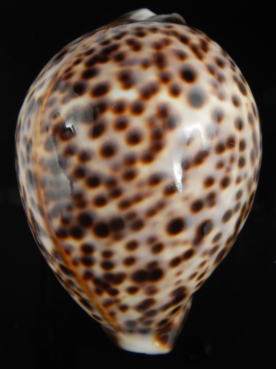 Cypraea tigris pardalis.. BIG SIZE ... 103.40 mm Gem-73061
