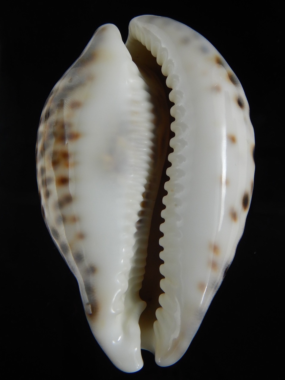 Cypraea tigris pardalis.. BIG SIZE ... 103.40 mm Gem-73063