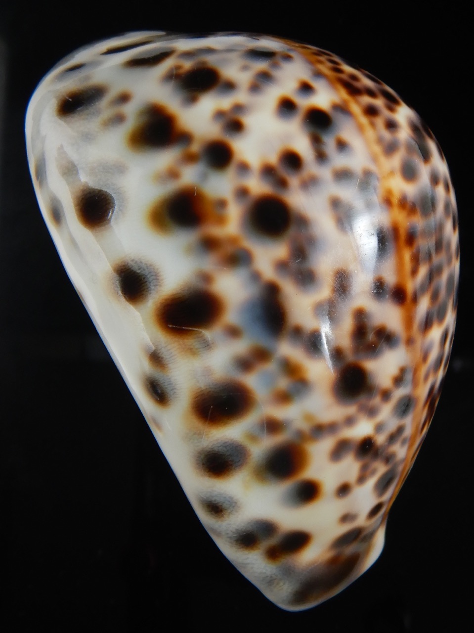 Cypraea tigris pardalis.. BIG SIZE ... 103.40 mm Gem-73064