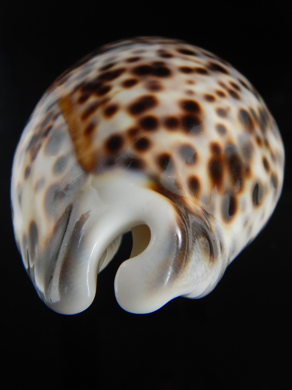 Cypraea tigris pardalis.. BIG SIZE ... 103.40 mm Gem-73066