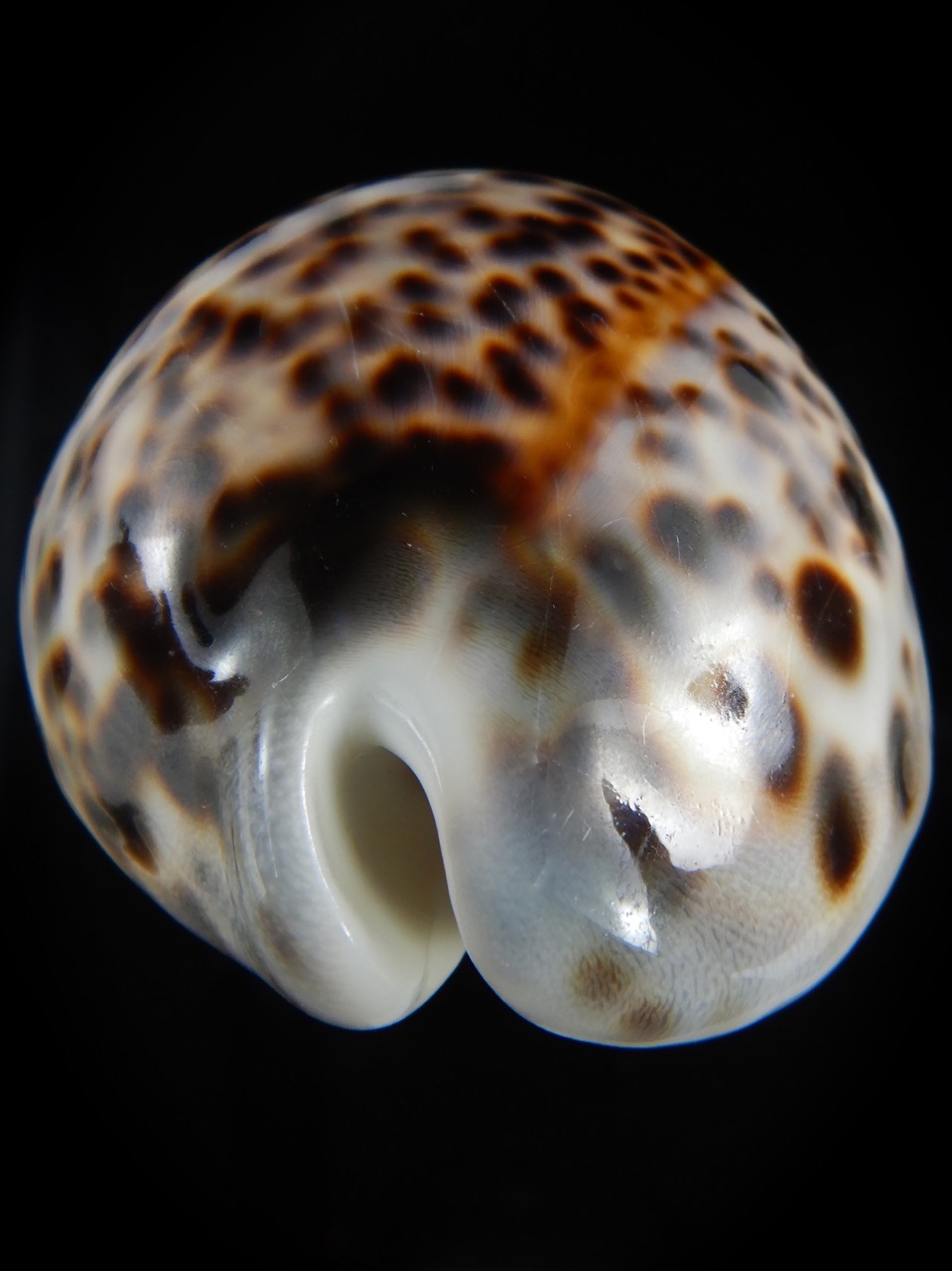 Cypraea tigris pardalis.. BIG SIZE ... 103.40 mm Gem-73067