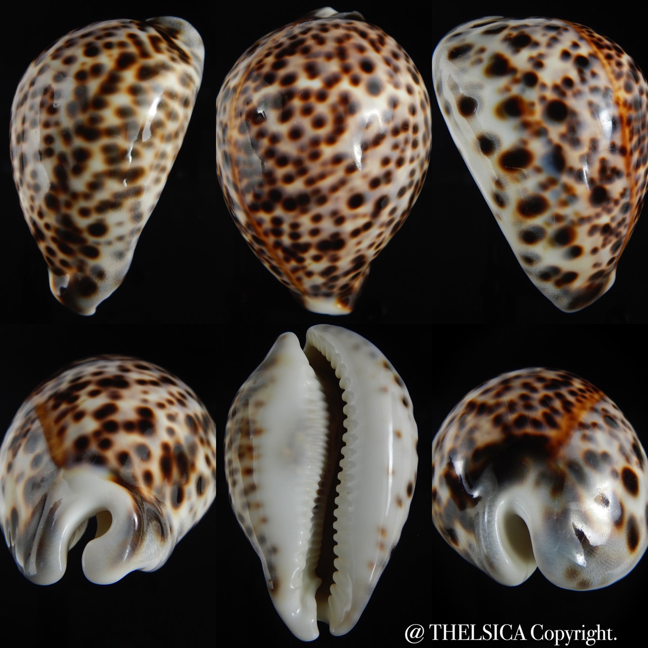 Cypraea tigris pardalis.. BIG SIZE ... 103.40 mm Gem-0