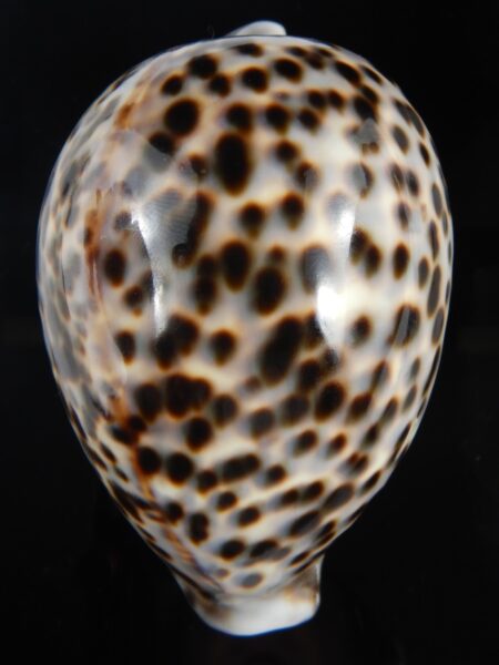Cypraea tigris pardalis.. VERY BIG SIZE ... 110.90 mm Gem-73075