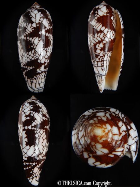 Darioconus aulicus ..GIANT... 131.90 mm Gem-0