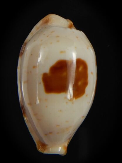 Bistolida stolida aureliae . WHITISH COLOUR Big size ... 25.38 mm Gem-72556