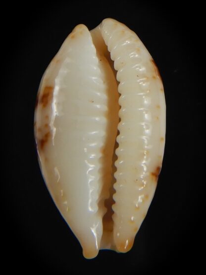 Bistolida stolida aureliae . WHITISH COLOUR Big size ... 25.38 mm Gem-72557