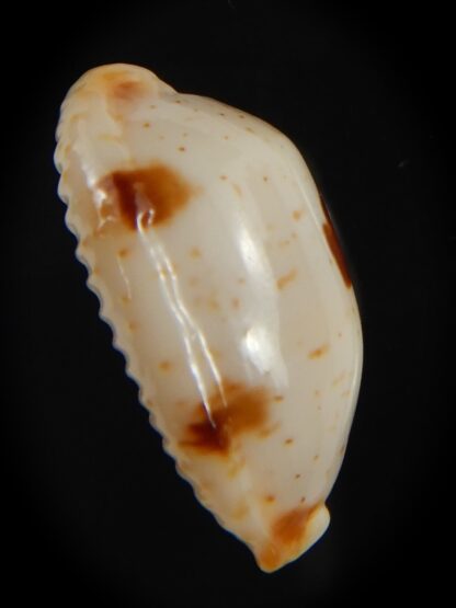 Bistolida stolida aureliae . WHITISH COLOUR Big size ... 25.38 mm Gem-72552