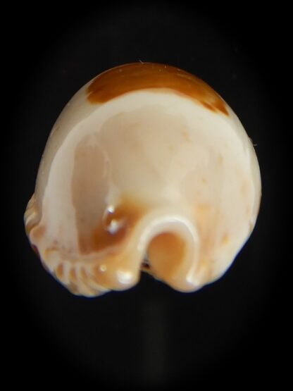 Bistolida stolida aureliae . WHITISH COLOUR Big size ... 27.44 mm Gem-72569