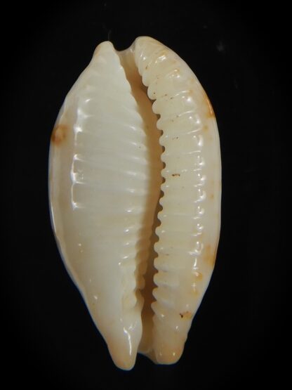 Bistolida stolida aureliae . WHITISH COLOUR Big size ... 25.95 mm Gem-72537