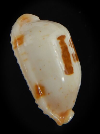 Bistolida stolida aureliae . WHITISH COLOUR Big size ... 25.95 mm Gem-72543