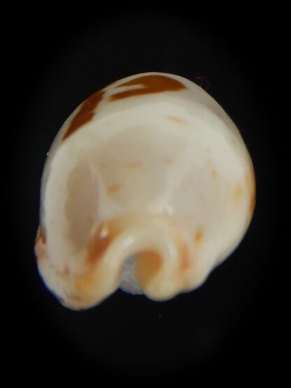 Bistolida stolida aureliae . WHITISH COLOUR Big size ... 25.95 mm Gem-72538