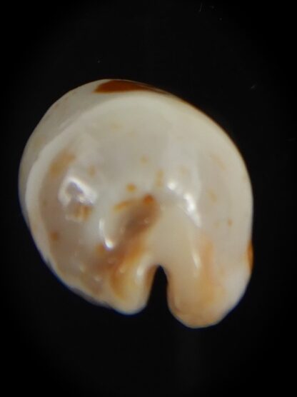 Bistolida stolida aureliae . WHITISH COLOUR Big size ... 25.95 mm Gem-72539