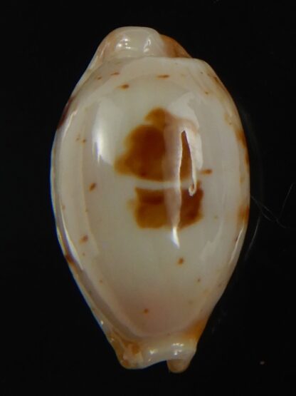 Bistolida stolida aureliae . WHITISH COLOUR ... 21.33 mm Gem-72498
