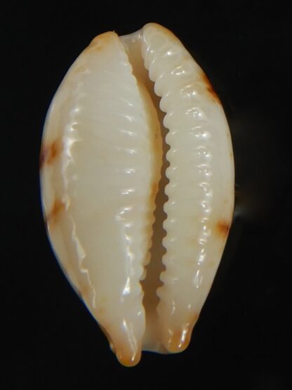 Bistolida stolida aureliae . WHITISH COLOUR ... 21.33 mm Gem-72497