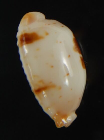 Bistolida stolida aureliae . WHITISH COLOUR ... 21.33 mm Gem-72501