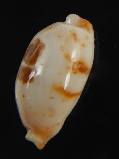 Bistolida stolida aureliae . WHITISH COLOUR ... 21.33 mm Gem-72500