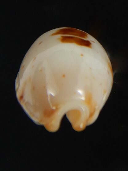 Bistolida stolida aureliae . WHITISH COLOUR ... 21.33 mm Gem-72499