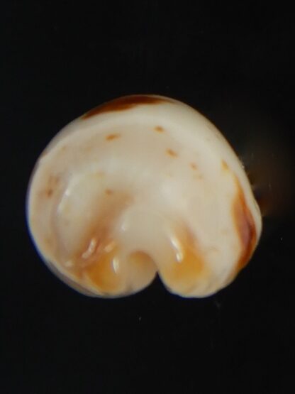 Bistolida stolida aureliae . WHITISH COLOUR ... 21.33 mm Gem-72496