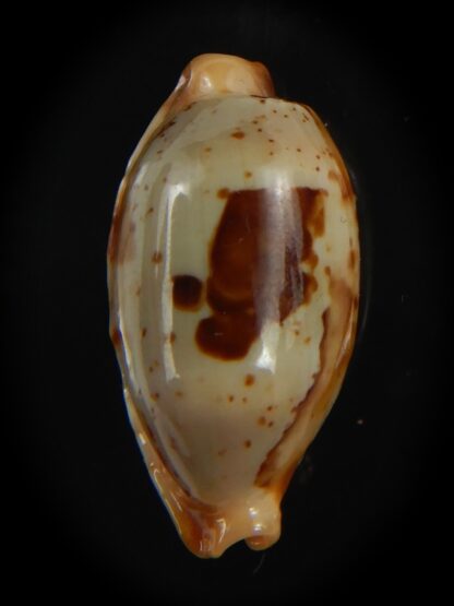 Bistolida stolida aureliae .. 25.80 mm Gem-72525