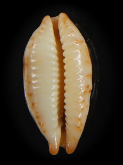 Bistolida stolida aureliae .. 25.80 mm Gem-72526