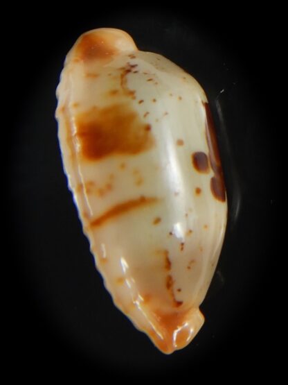 Bistolida stolida aureliae .. 25.80 mm Gem-72527