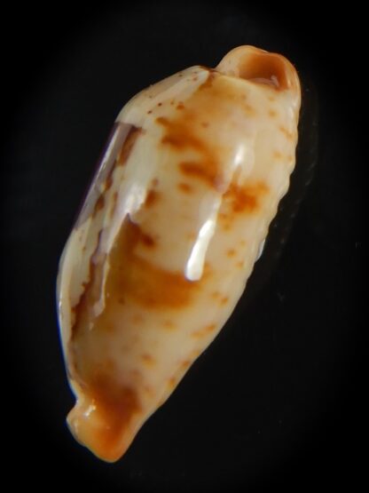 Bistolida stolida aureliae .. 25.80 mm Gem-72529