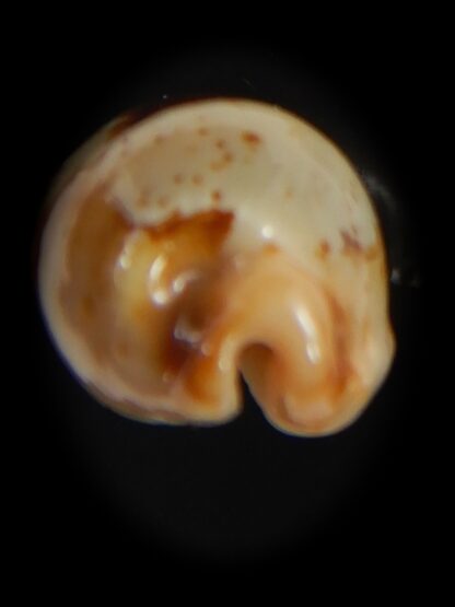 Bistolida stolida aureliae .. 25.80 mm Gem-72524