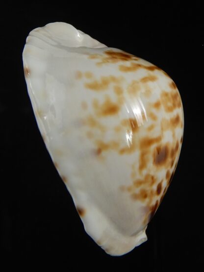 Zoila orientalis raybaudi 57.23 mm Gem-72621