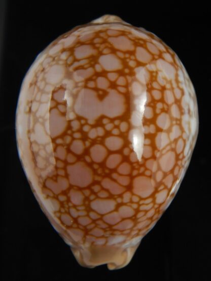 Callistocypraea broderipii 72.30 mm Gem-72635