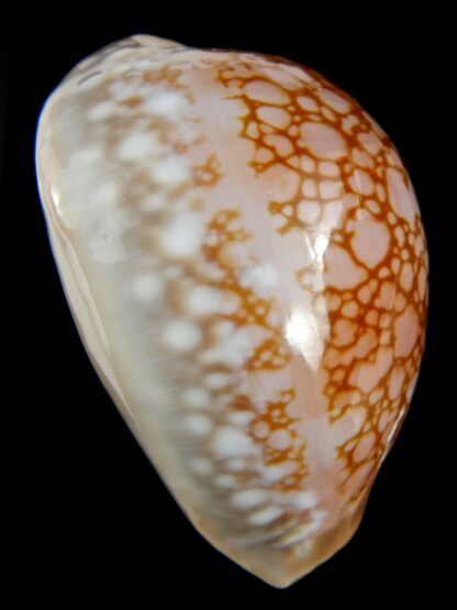 Callistocypraea broderipii 72.30 mm Gem-72638