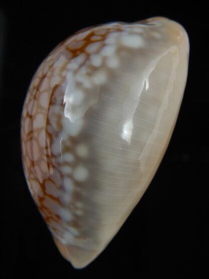 Callistocypraea broderipii 72.30 mm Gem-72641