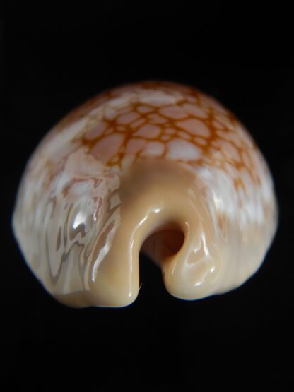 Callistocypraea broderipii 72.30 mm Gem-72639