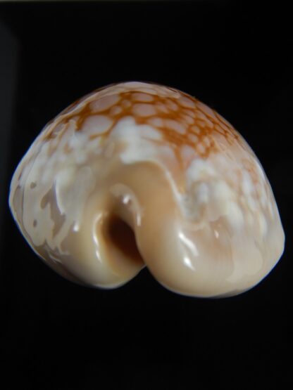 Callistocypraea broderipii 72.30 mm Gem-72636