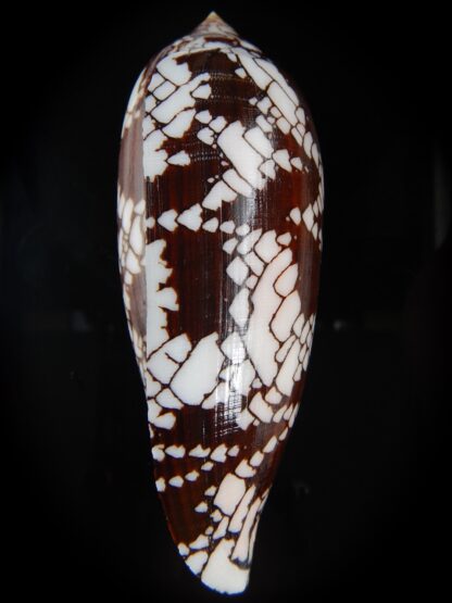 Darioconus aulicus ..GIANT... 131.90 mm Gem-72702