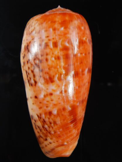 Textilia bullatus bullatus .. SUPER GIANT ... 80.55 mm Gem-72738