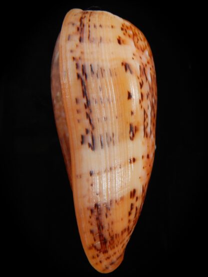 Textilia bullatus bullatus .. SUPER GIANT ... 80.55 mm Gem-72742