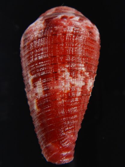 Rhizoconus pertusus amabilis ....Giant ... 43.82 mm Gem (-)-72718