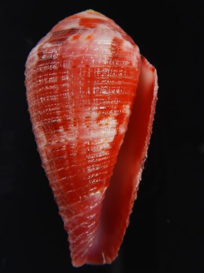 Rhizoconus pertusus amabilis ....Giant ... 43.82 mm Gem (-)-72719