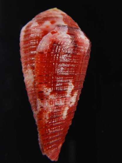 Rhizoconus pertusus amabilis ....Giant ... 43.82 mm Gem (-)-72720
