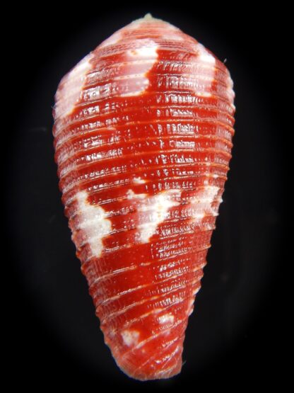 Rhizoconus pertusus amabilis ....Giant ... 41.60 mm Gem-72708