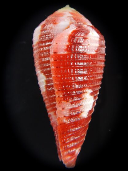 Rhizoconus pertusus amabilis ....Giant ... 41.60 mm Gem-72710