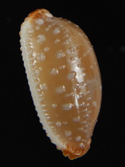 Staphylaea limacina staphylaeformis ... Giant ... 36.91 mm Gem -72839